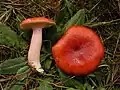 !Russula sanguinea!