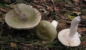 Russula aeruginea