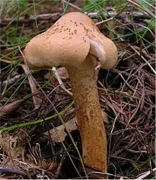 !Tricholoma psammopus!