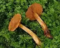 !!!Cortinarius rubellus!!!