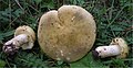 !!Russula sardonia!!