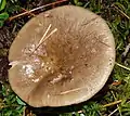 Russula consobrina