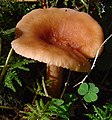 Lactarius tabidus