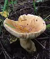 Russula mustelina