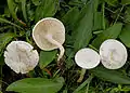 !!!Clitocybe rivulosa!!!
