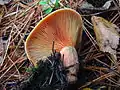 Lactarius quieticolor