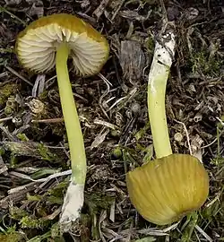 !!Entoloma incanum!!