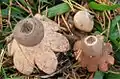 !Geastrum nanum!