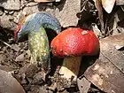 Boletus dupainii