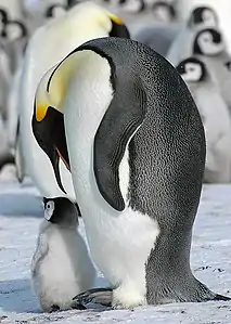 Pinguin imperialAptenodytes forsteri