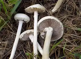 Agrocybe dura