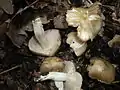 !!Entoloma sordidulum!!