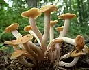 Armillaria tabescens (Physalacriaceae)
