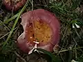 Russula decipiens
