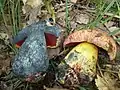 !Rubroboletus rhodopurpureus!