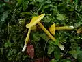 Hygrocybe acutoconica