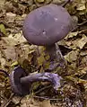Cortinarius violaceus