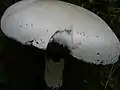 Agaricus arvensis