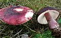 !Russula torulosa!