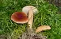 !Lactarius lacunarum sin. sphagneti!