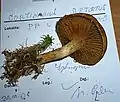 !!Cortinarius subtortus!!