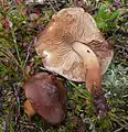 Phaeocollybia lugubris