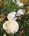 !Tricholoma stiparophyllum sin. Tricholoma pseudoalbum!