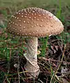 !!Amanita pantherina!!