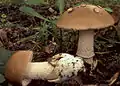 Amanita lividopallescens