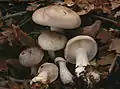 Clitocybe nebularis