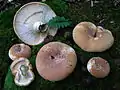 !Lactarius allardii!