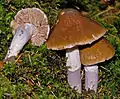 Cortinarius elatior