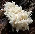 Hericium coralloides