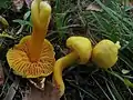 Hygrocybe quieta