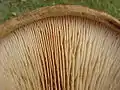 P. involutus, lamele din apropiere