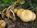 Agrocybe pediades
