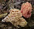 !!Ramaria neoformosa!!