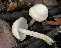 !Entoloma sericellum!