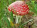 Amanita muscaria