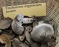 Tricholoma argyraceum