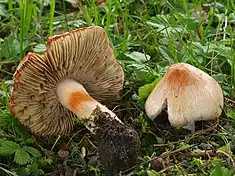 Inocybe erubescens