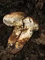 Tricholoma matsutake sin. Tricholoma nauseosum