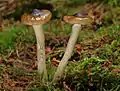 Hygrophorus olivaceoalbus