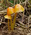 Hygrocybe glutinipes