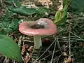 !!Russula fragilis!!