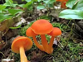 Hygrocybe miniata