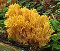 Ramaria largentii
