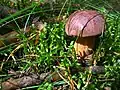 Boletus badius sin. Imleria badia