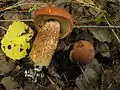 Leccinum aurantiacum