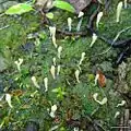 Multiclavula vernalis